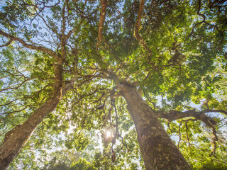 Oak tree in the forest surrounding the city of Munnar. India.