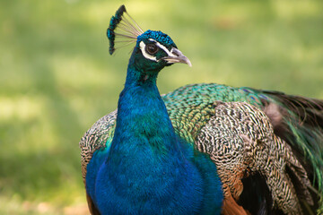portrait of a peacock