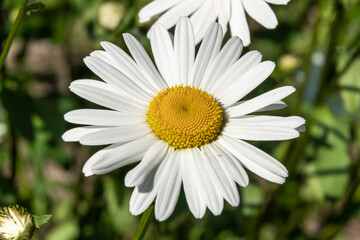 Obraz premium Beautiful summer daisies in flower beds in the city courtyards of Petrodvorets.