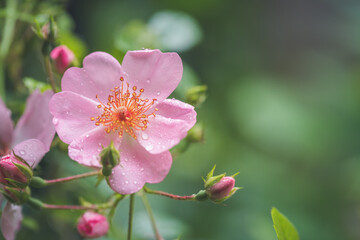 Obraz premium Beautiful pink flower petals with water drops. Close up and green background