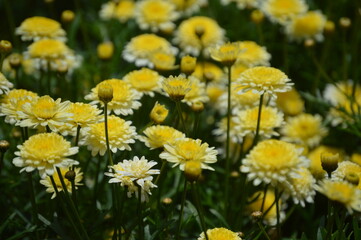 field of dandelions