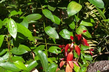 Cinnamomum verum red leaves gleaming under the sun