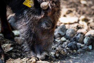 Yak-Charakterkopf