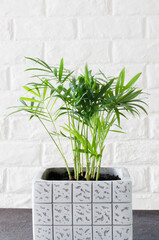 Potted plant Chamaedorea elegans near white brick wall.