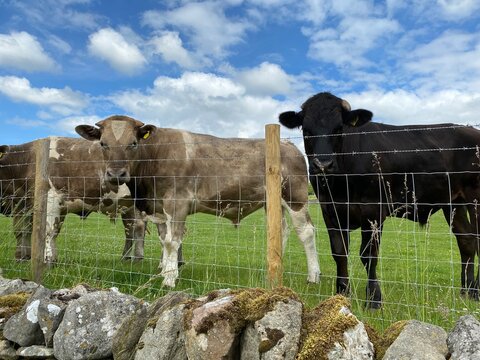 Three bulls in a field, next to a wire fence in, Hetton, Skipton, UK