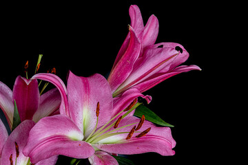 Closeup of a purple lily blossom against a black background