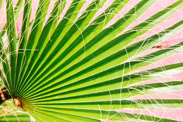 natural green palm leaf