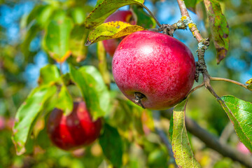 Apple tree with red apples

