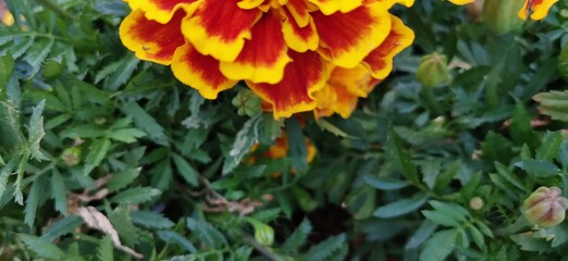 yellow flowers in the garden