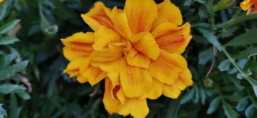 yellow flowers in the garden