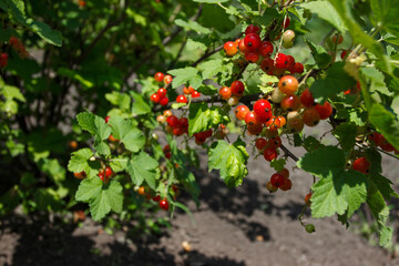 Bushes of red ripe currant, gardening concept, harvest time