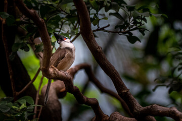 a small red-whiskered bulbul bird