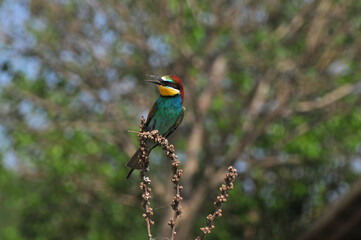 Bee-eater 