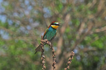 Bee-eater