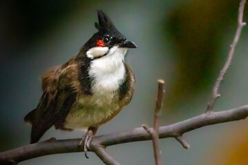 a small red-whiskered bulbul bird