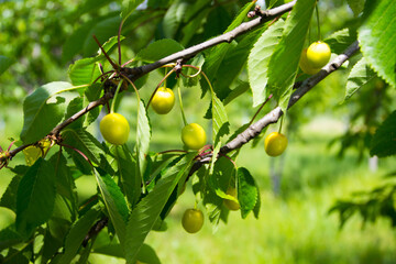 Branch of yellow ripe sweet cherry, soft focus background
