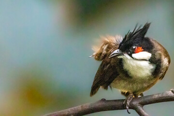a small red-whiskered bulbul bird