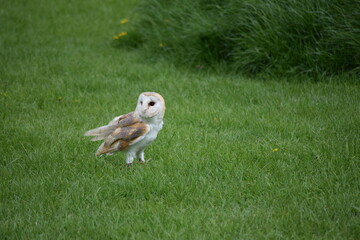 Barn owl in short grass