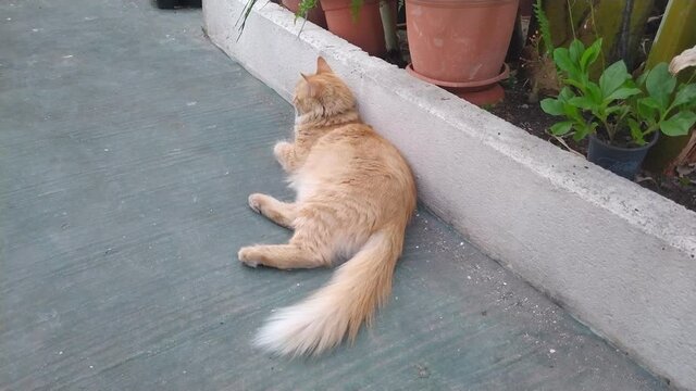 Un gatto coricato in cortile