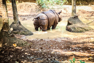 single adult brown rhinoceros without horn pissing in green pond water in zoo