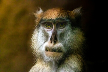 a fine art photo of a patas monkey