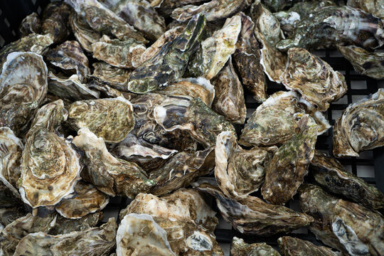 Closeup of oysters. Healthy food background. Top view. 