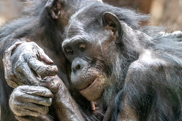 two bonobo monkeys hugging