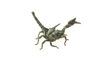 scorpion