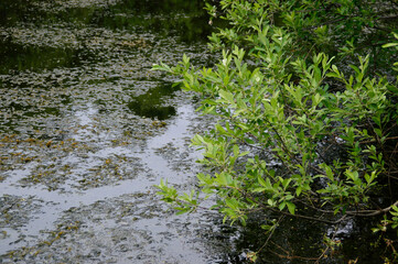 green grass and water