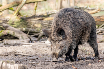Naklejka na ściany i meble wild boar heading for the mud