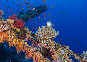 Naklejka na ściany i meble Underwater wreck covered in colorful coral reef and two Sailfin tang fish
