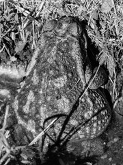 Toad in the backyard