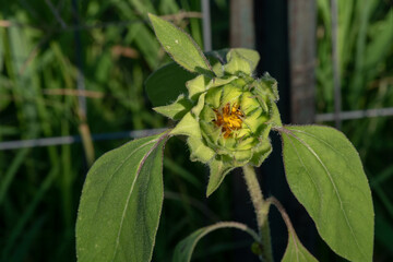 The sunflower bud is developing and soon it will begin to open to reveal a beautiful flower to attract pollinators. This one is growing in Missouri. Bokeh effect.