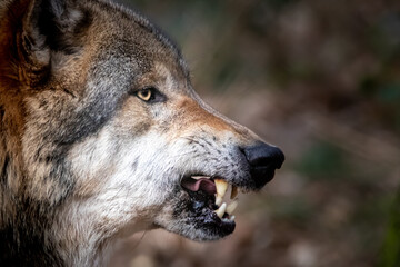 Naklejka na ściany i meble an angry wolf showing its teeth