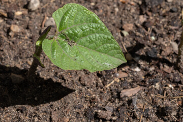 New bean plant emerging from the ground in a garden