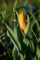 Tulip flower with morning dew.