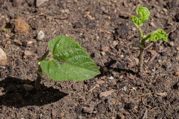 Two bean plant seedlings emerging from the soil in a garden
