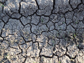 Dry and cracked earth background, concept of global warming