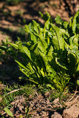 Lush green leaves of horseradish.