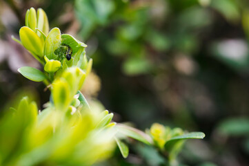 Green leaves of boxwood and caterpillar.