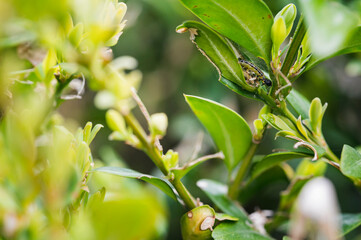Green leaves of boxwood and caterpillar.