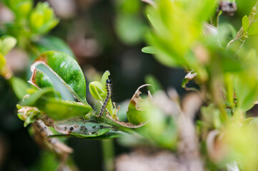 Green leaves of boxwood and caterpillar.