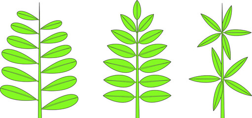 Phyllotaxis. Leaf arrangement