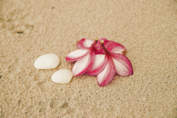 Fototapeta na wymiar Tropical Flowers and Cockleshells on Sandy Beach
