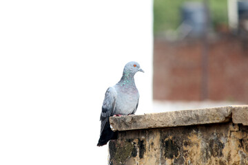 Pigeon on a ground or pavement in a city. Pigeon standing. Dove or pigeon 
