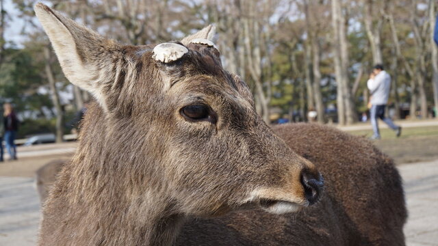 Portrait of a deer at Nara Japan