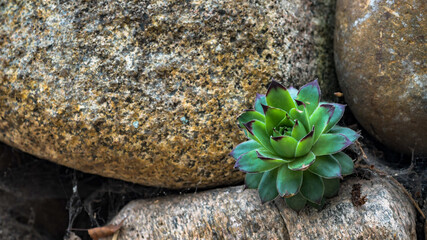 umschwärmte Blüten