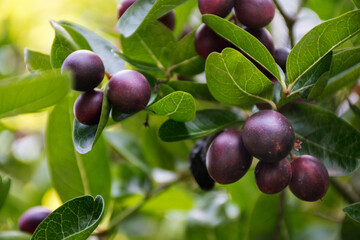  Carissa carandas resulting in a bunch of beautiful colors including pink, red