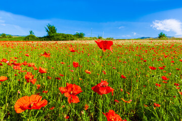 Landscape - Field of poppies