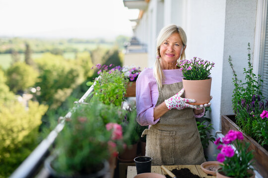 Senior woman gardening on balcony in summer, planting flowers.
